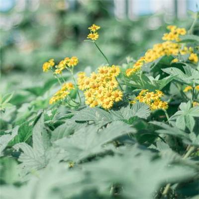 2026 CAIMRS 创新引领,跨越山海...